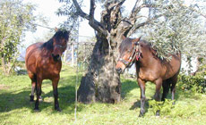 Horse riding in the forest with experienced riders