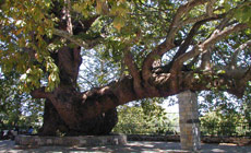 1000 years old plane tree in Agia Paraskevi