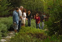 Herbs and aromatic plants in Tsagarada Pelion