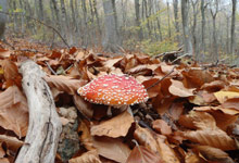 You will discover mushrooms almost all year round