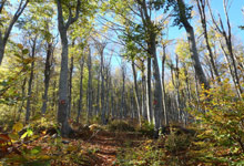 Crossing the forest of beech and chestnut