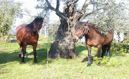 Horse riding in Tsagarada Pelion