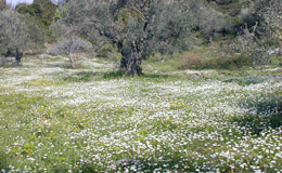 Άνοιξη στην Τσαγκαράδα