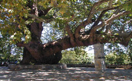 1000 years old plane tree in Tsagarada Pelion